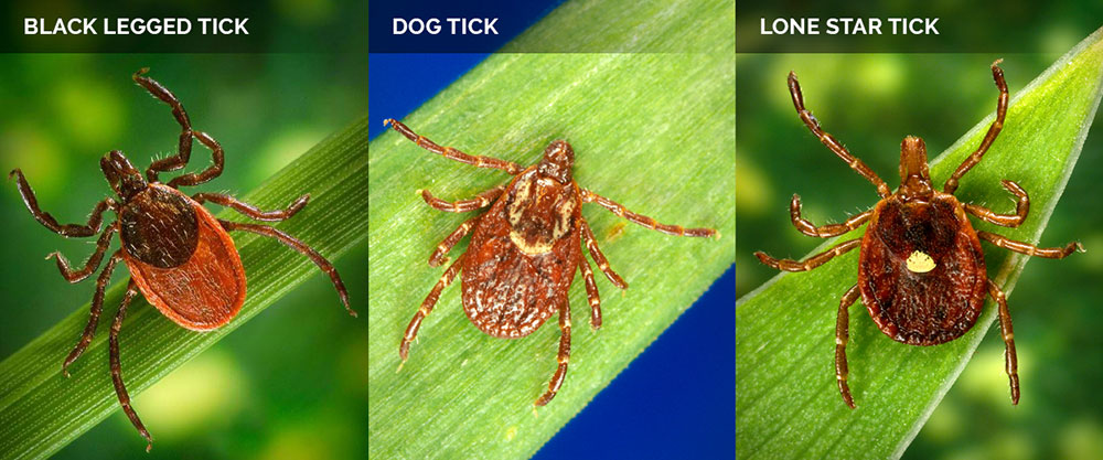 tick prevention