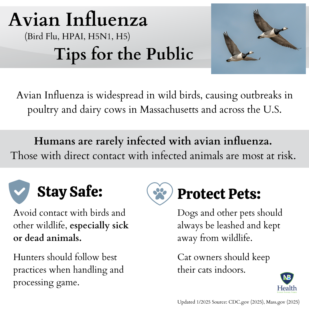 Bird Flu Advisory - English